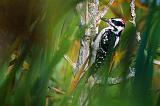 Woodpecker Through Marsh Grass_51146